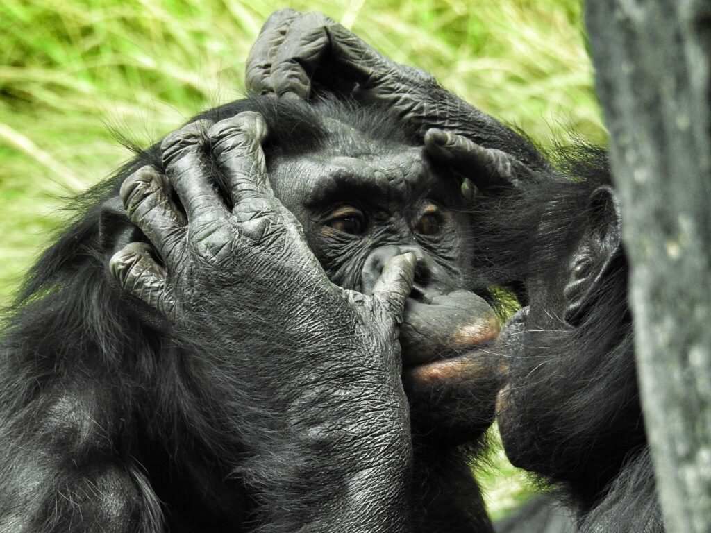 침팬지 아이큐 : 인간과 거의 유사하다고?